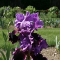 Iris